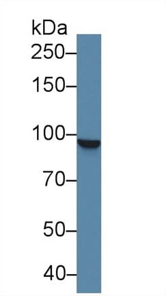 STAT5A Antibody (aa673-773)