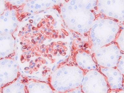 Reticular Fibroblasts and Reticular Fibers Antibody (clone PRF414)