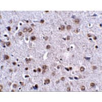LRFN4 Antibody