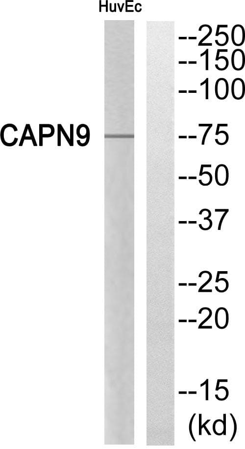 CAPN9 / Calpain 9 Antibody