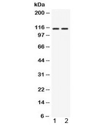 AGO4 / EIF2C4 Antibody