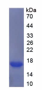 Mouse BMP12 / GDF7 Protein (Recombinant His-T7)