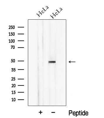 Polyclonal Rabbit anti-Human NXN Antibody (WB)