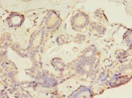 GFOD2 Antibody (Biotin)