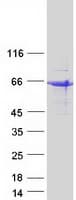 Human SHF Protein (Recombinant Myc-DDK (Flag))