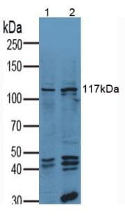 VCL / Vinculin Antibody