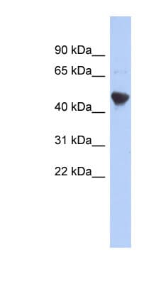 IER5L Antibody (C-Terminus)