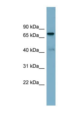 PIDD1 Antibody (aa143-192)