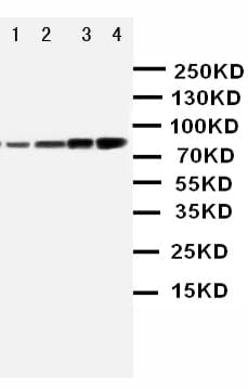 Polyclonal Rabbit anti-Human PIK3R1 / p85 Alpha Antibody (aa65-80, WB)