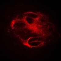 SLC3A1 / ATR1 Antibody