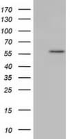 KLHL2 / MAV Antibody (clone OTI10C12)