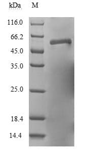 Human RSV F0 Protein (Recombinant 10His, N-terminus + Myc, C-terminus)