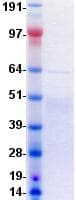 Human INSR / Insulin Receptor Protein (Recombinant DDK (Flag)-His, C-terminus)