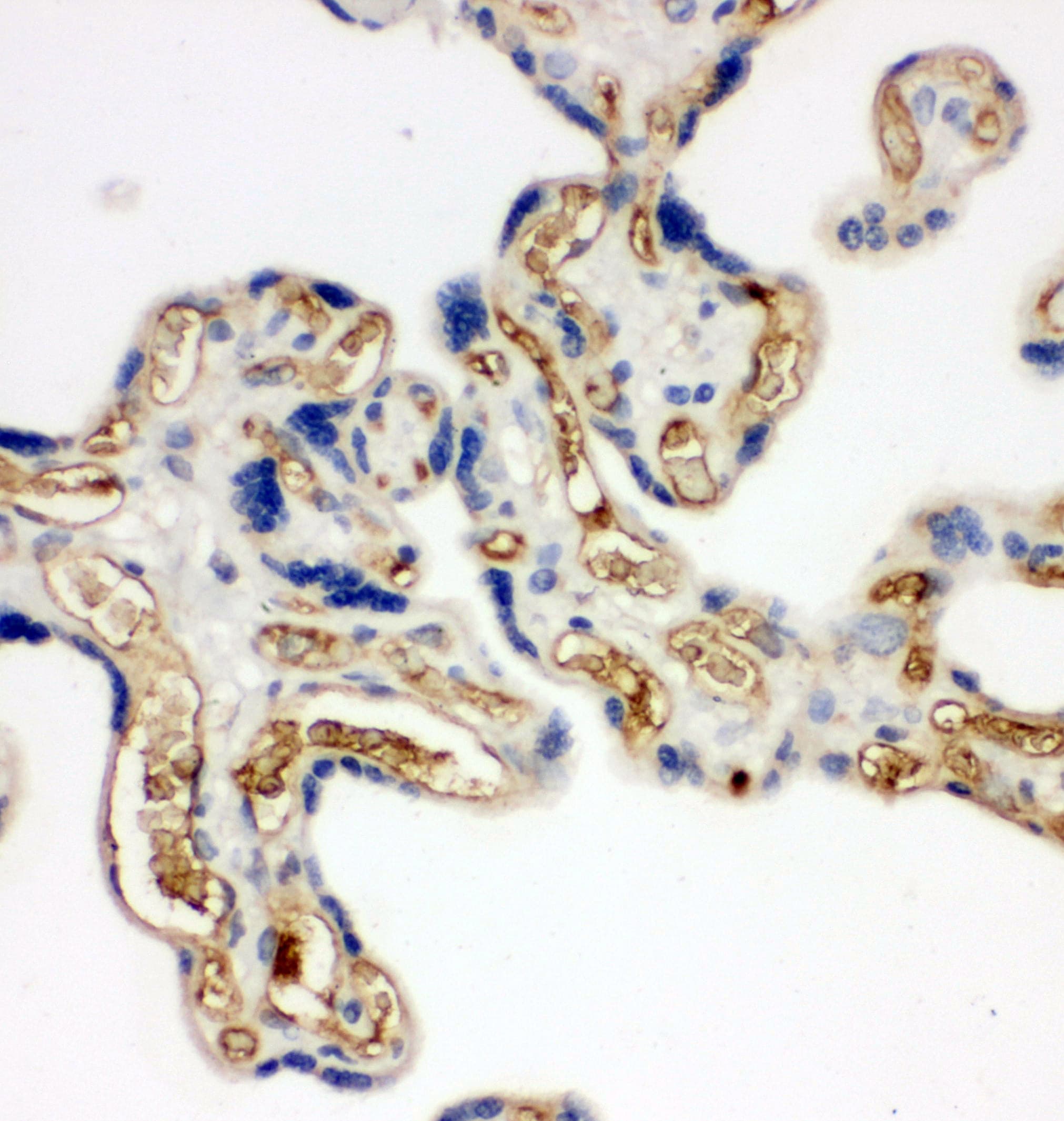 Adiponectin Antibody (aa19-244)