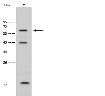 IRX4 Antibody