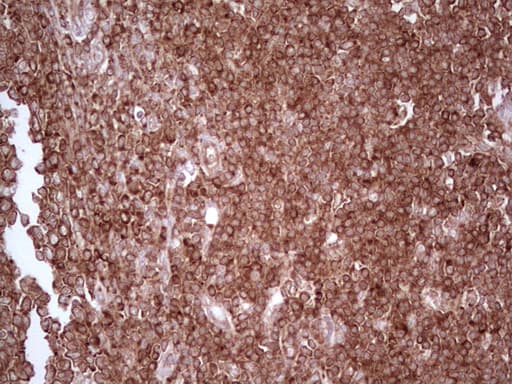 WIBG Antibody (clone OTI9C7)