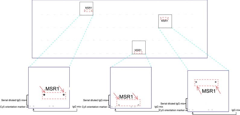 MSR1 / CD204 Antibody (aa197-451, clone UMAB247, Carrier-free)