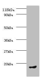 CCL5 / RANTES Antibody