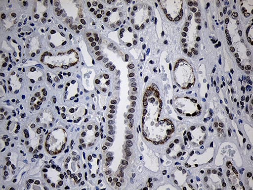 Monoclonal Mouse anti-Human ZNF670 Antibody (clone OTI3E1, Carrier-free, IHC, WB)