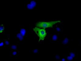 GPI Antibody (clone OTI5A11)