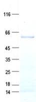 Human BEND7 Protein (Recombinant His, N-Terminal)