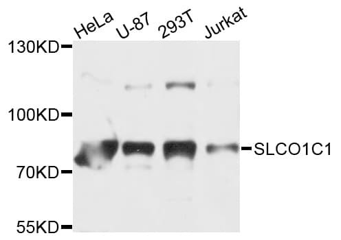SLCO1C1 / OATPF Antibody