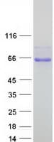 Human ADAMTSL1 Protein (Recombinant Myc-DDK (Flag))