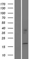 PPIAL4D Protein (Over-Expression Lysate Myc-DDK (Flag))