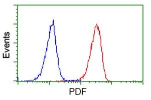 PDF / PLAB Antibody (clone OTI3F3)