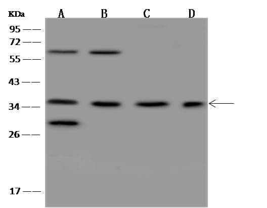 OR5F1 Antibody
