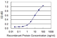 Monoclonal Mouse anti-Human CHRND Antibody (clone 2B2, WB)