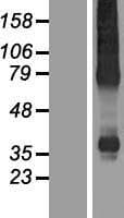 KX / XK Protein (Over-Expression Lysate Myc-DDK (Flag))