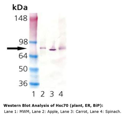 HSPA8 / HSC70 Antibody (clone 1D9)