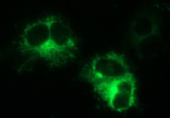 MINPP1 Antibody (clone OTI1B2)