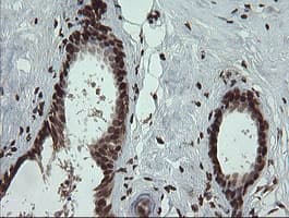 PCDH7 Antibody (clone OTI1F7)