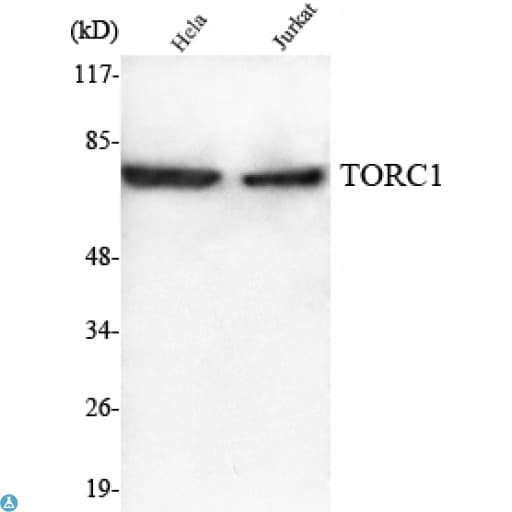 CRTC1 / MECT1 / TORC1 Antibody