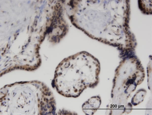 ZNF232 Antibody (clone 1F8)