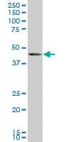Monoclonal Mouse anti-Human BMP7 Antibody (clone M1-F8, WB)