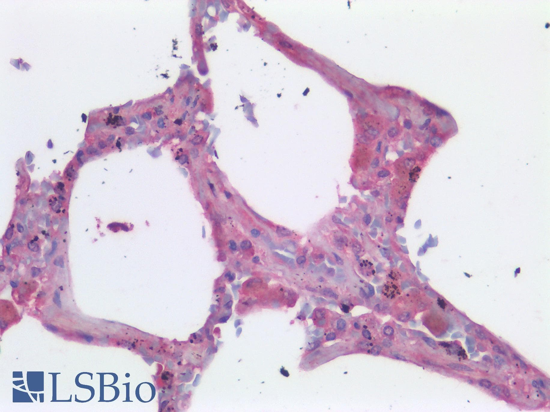 IHC-plus™ TNF Alpha Antibody