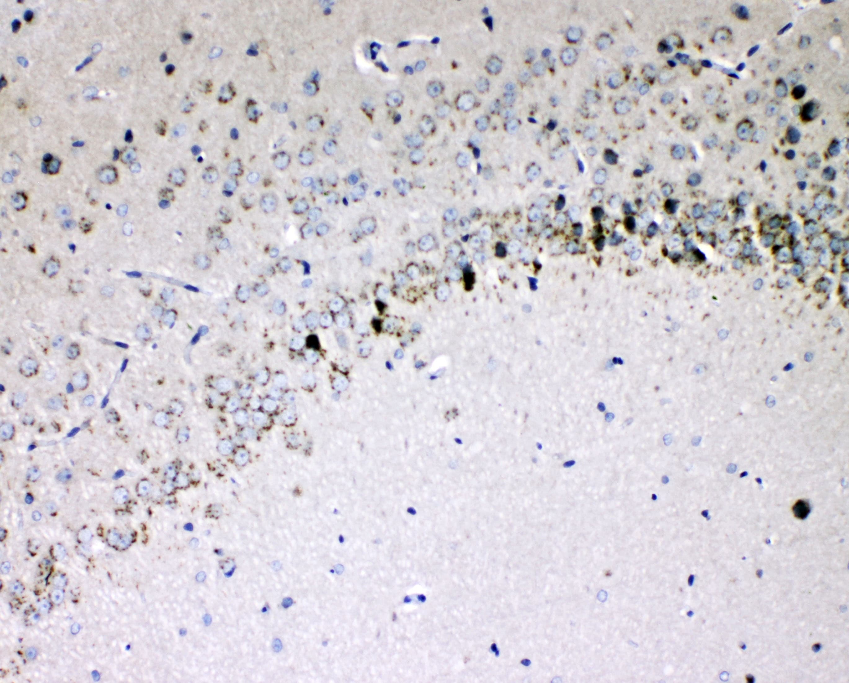 Polyclonal Rabbit anti-Mouse IL16 Antibody (WB)