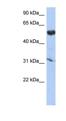 CYP4X1 Antibody (aa287-336)