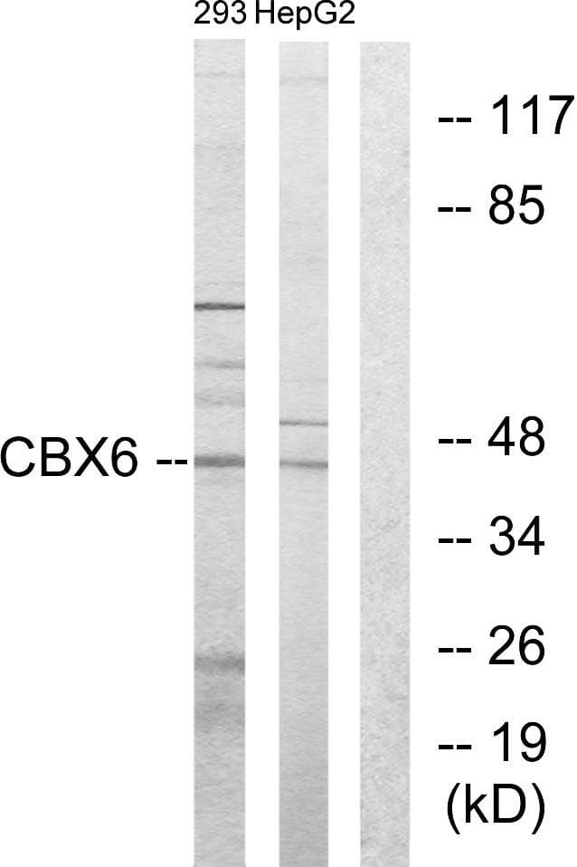 CBX6 Antibody