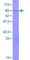 Human TRIM35 Protein (Recombinant GST)