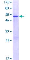Human PDZD9 Protein (Recombinant GST)
