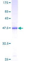 Human PLA2G4C Protein (Recombinant GST)