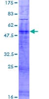 Human OR4M2 Protein (Recombinant GST)