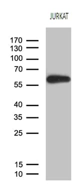 ZNF583 Antibody (clone OTI4H2)