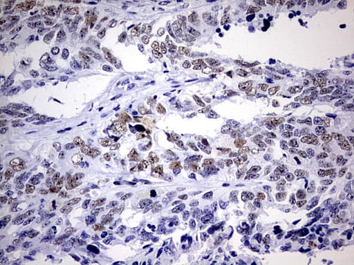 NAB1 Antibody (aa237-487, clone OTI4F11)