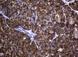 HSPD1 / HSP60 Antibody (clone OTI4E4, Carrier-free)