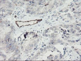 Monoclonal Mouse anti-Human PECAM-1 / CD31 Antibody (clone OTI1C2, IHC, WB)